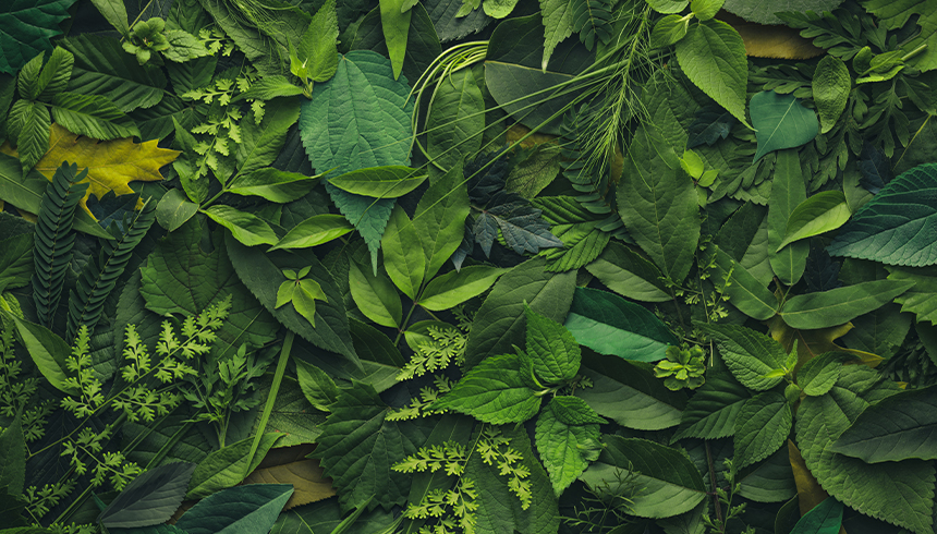 Terveelliset kasviyhdisteet – ja miksi tarvitset niitä